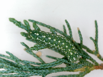 dorsal view of larva Lithophane tarda