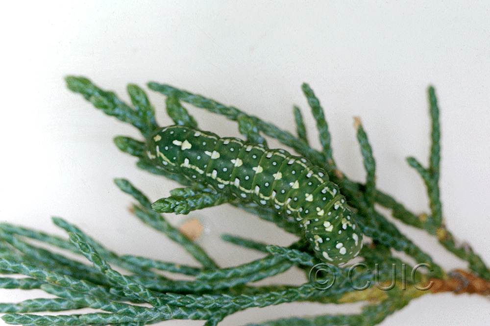 dorsal view of larva Lithophane tarda