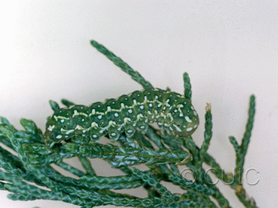 lateral view of larva Lithophane tarda