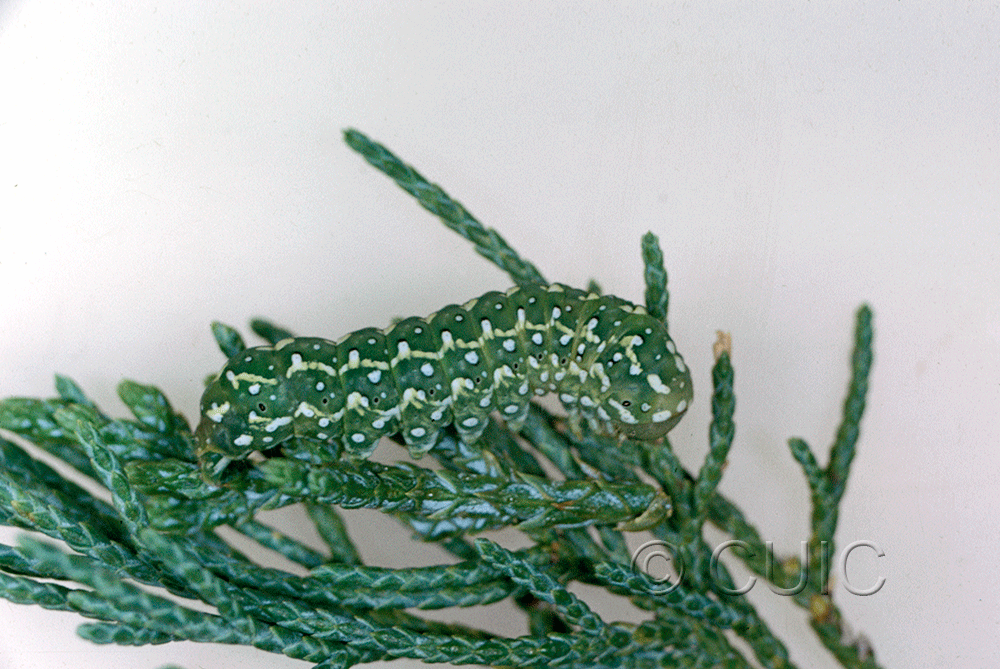 lateral view of larva Lithophane tarda