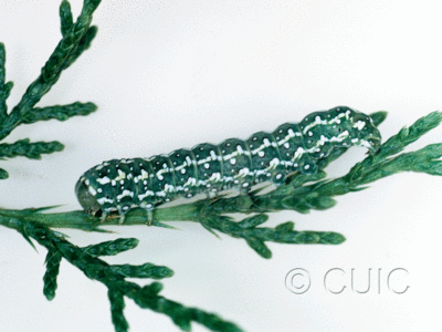 lateral view of larva Lithophane tarda on Juniper in USA: AZ