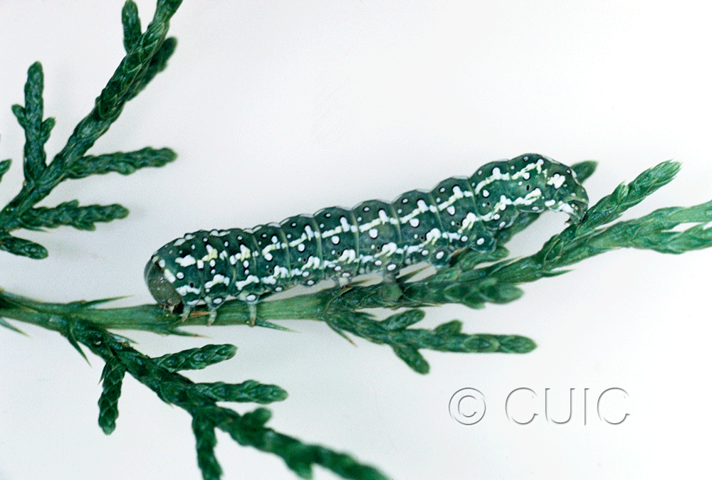lateral view of larva Lithophane tarda on Juniper in USA: AZ