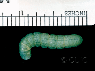 dorsal view of larva Lithophane tepida on Prunus virginiana in CANADA: NS