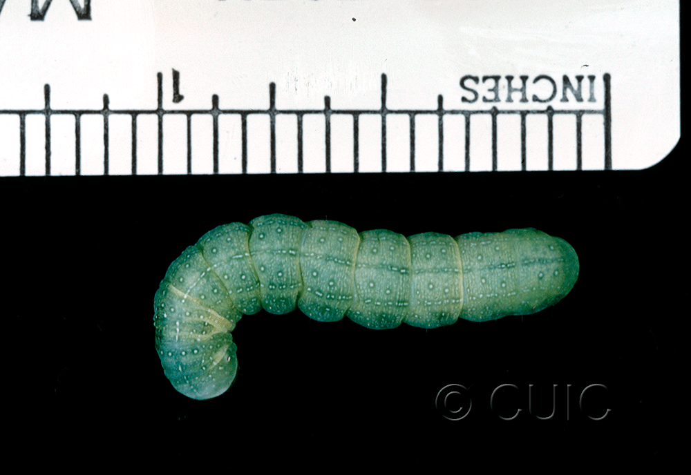 dorsal view of larva Lithophane tepida on Prunus virginiana in CANADA: NS