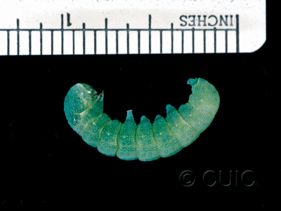 lateral view of larva Lithophane tepida on Prunus virginiana in CANADA: NS