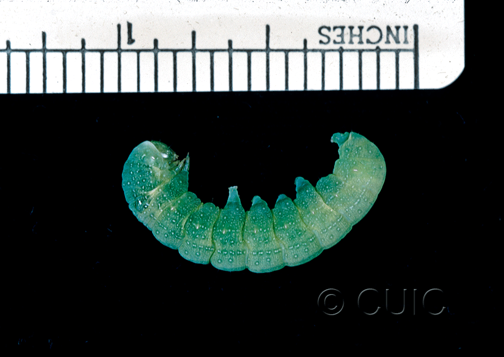 lateral view of larva Lithophane tepida on Prunus virginiana in CANADA: NS