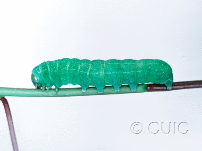 lateral view of larva Lithophane tepida atincta on Prunus in USA: NY