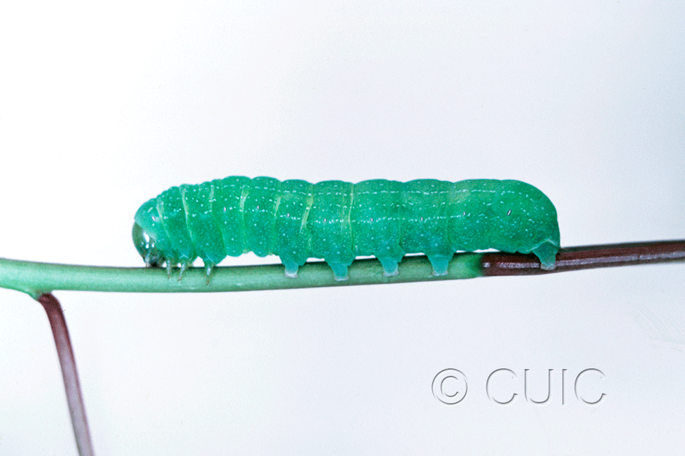 lateral view of larva Lithophane tepida atincta on Prunus in USA: NY