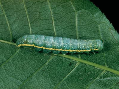dorsal view of larva Lithophane unimoda on Prunus virginiana in USA: NY