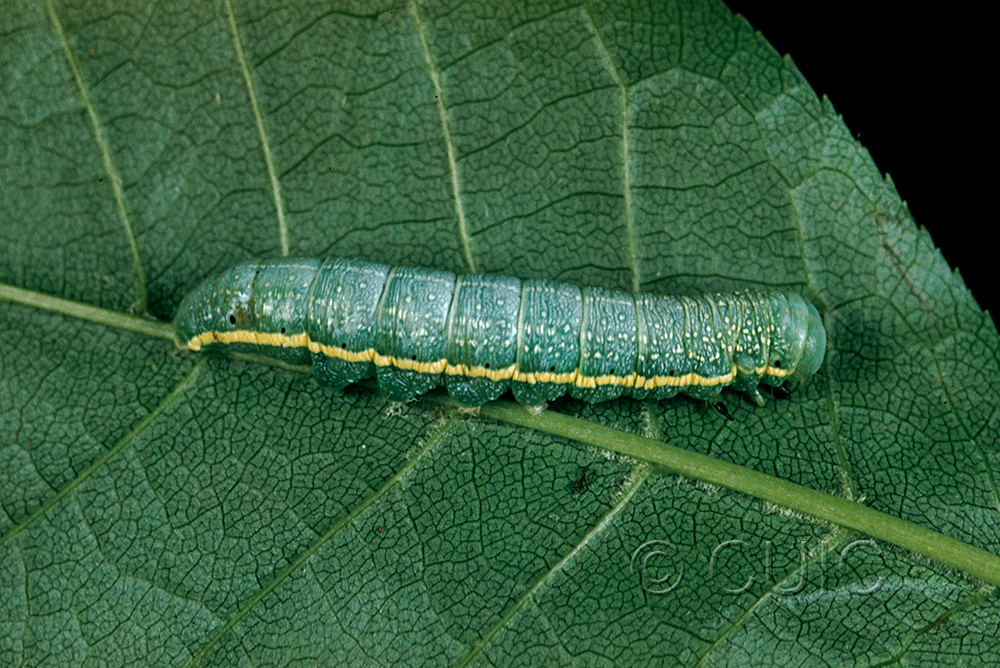 dorsal view of larva Lithophane unimoda on Prunus virginiana in USA: NY