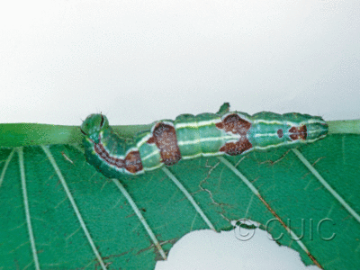 dorsal view of larva Lochmaeus bilineata on Ulmus in USA: NY