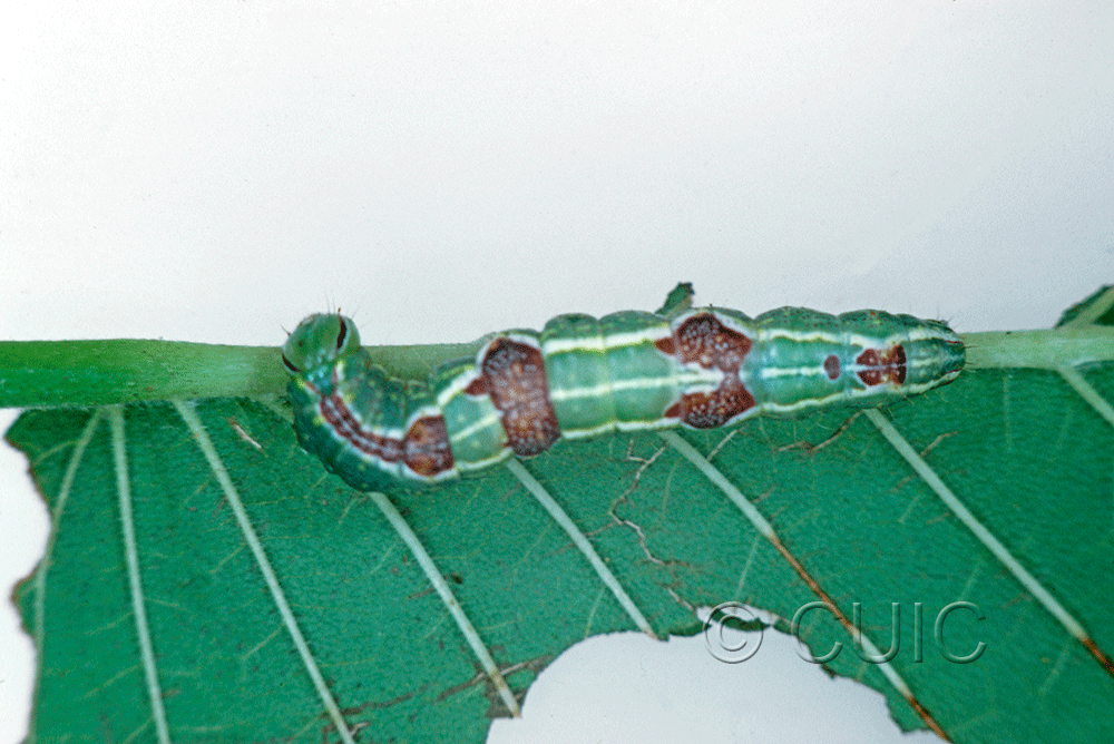 dorsal view of larva Lochmaeus bilineata on Ulmus in USA: NY