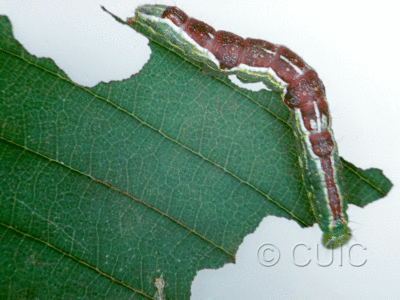dorsal view of larva Lochmaeus bilineata on Ulmus in USA: NY
