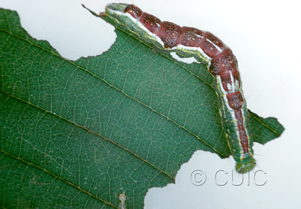 dorsal view of larva Lochmaeus bilineata on Ulmus in USA: NY