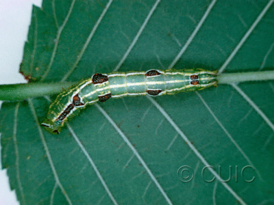 dorsal view of larva Lochmaeus bilineata on Ulmus in USA: NY