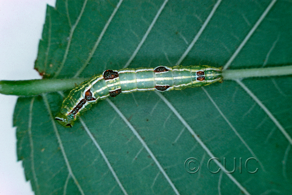 dorsal view of larva Lochmaeus bilineata on Ulmus in USA: NY