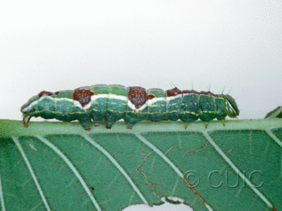 lateral view of larva Lochmaeus bilineata on Ulmus in USA: NY