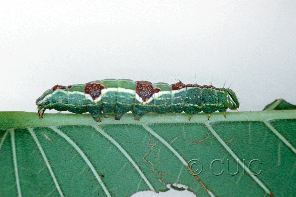 lateral view of larva Lochmaeus bilineata on Ulmus in USA: NY