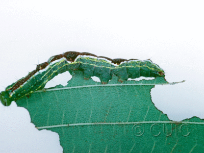 lateral view of larva Lochmaeus bilineata on Ulmus in USA: NY