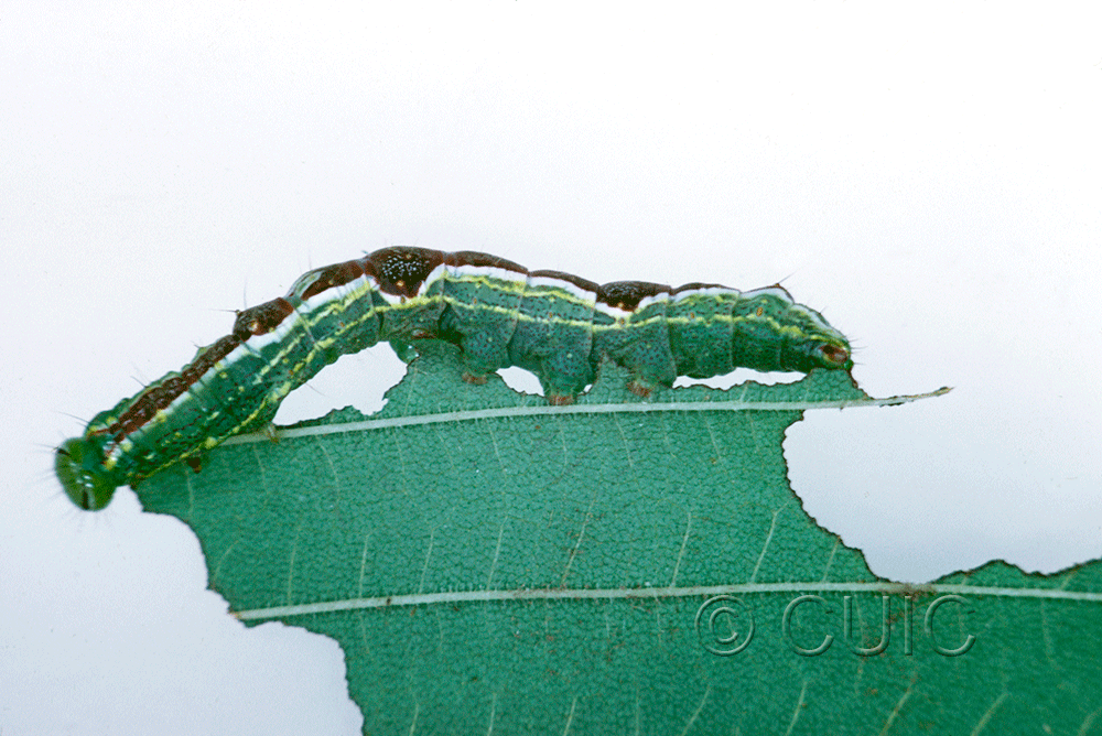 lateral view of larva Lochmaeus bilineata on Ulmus in USA: NY