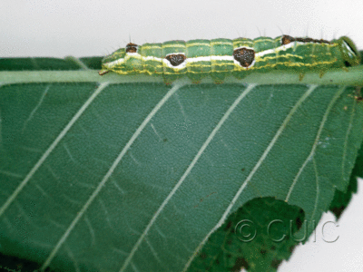 lateral view of larva Lochmaeus bilineata on Ulmus in USA: NY