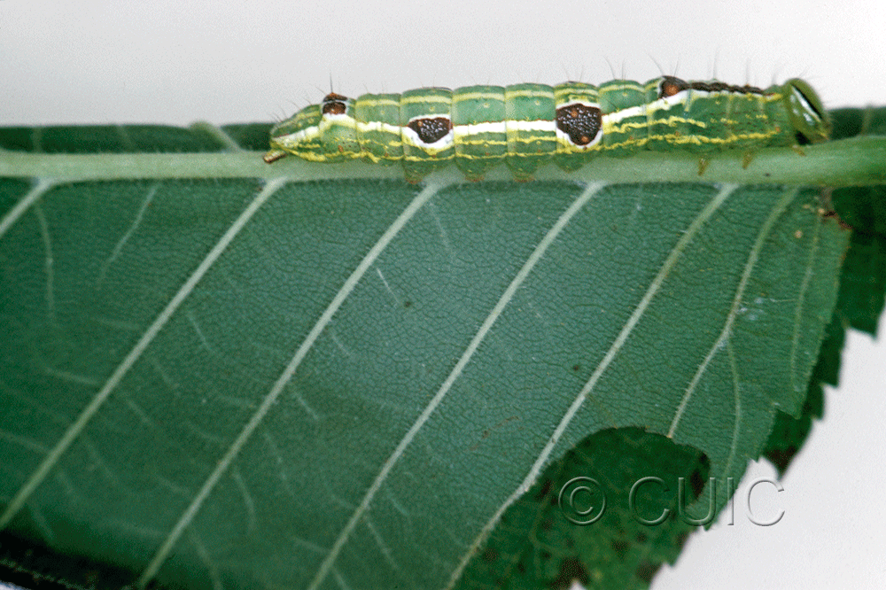 lateral view of larva Lochmaeus bilineata on Ulmus in USA: NY