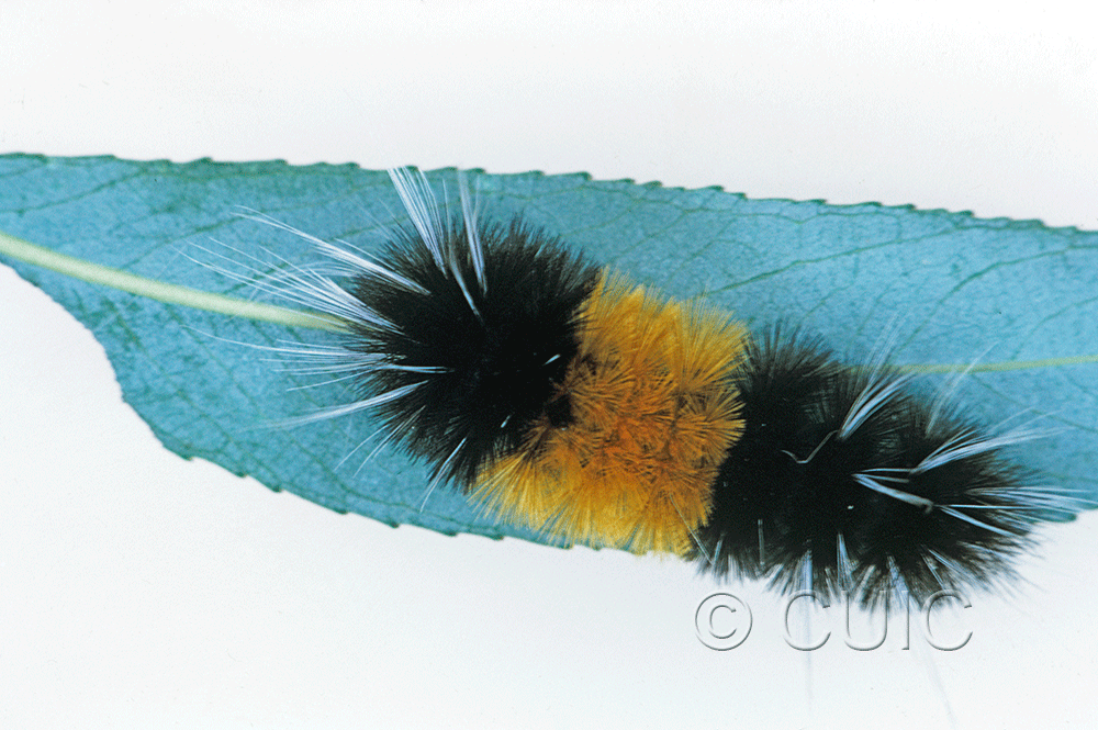 dorsal view of larva Lophocampa maculata on Salix in USA: MT