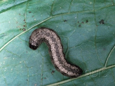 dorsal view of larva Lophoceramica artega