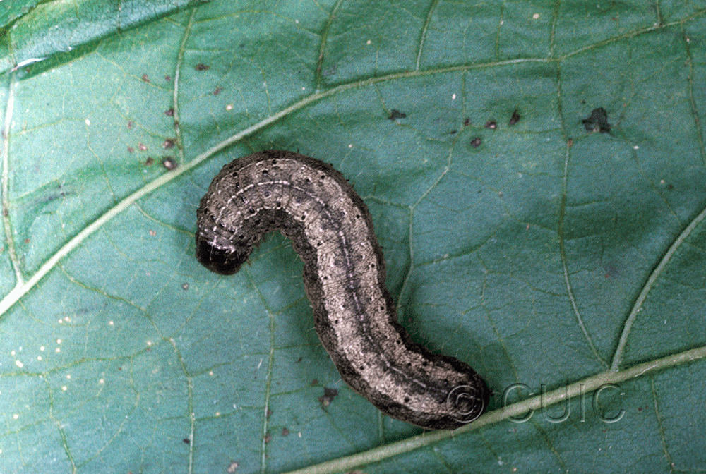 dorsal view of larva Lophoceramica artega