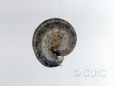 lateral view of larva Lophoceramica artega