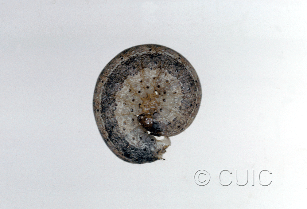 lateral view of larva Lophoceramica artega