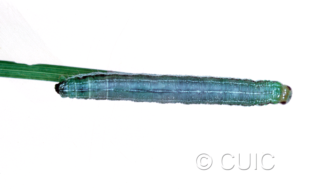 dorsal view of larva Loscopia velata on grasses in USA: NY