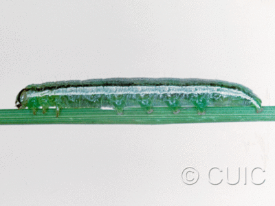 lateral view of larva Loscopia velata on grasses in USA: NY