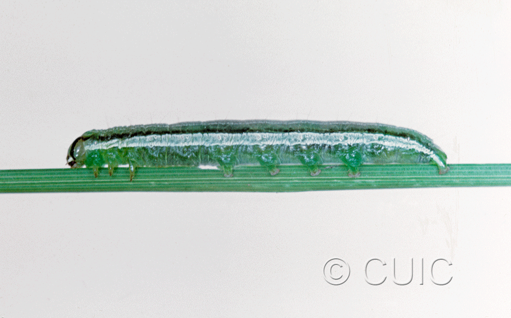 lateral view of larva Loscopia velata on grasses in USA: NY
