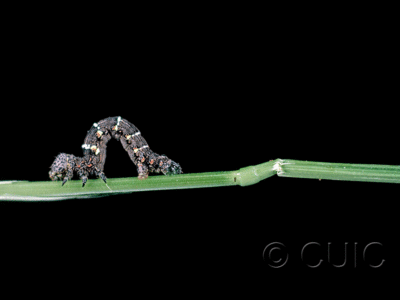 lateral view of larva Lyica ursaria