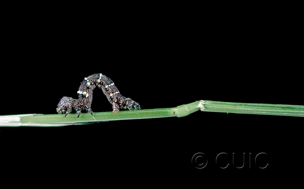 lateral view of larva Lyica ursaria