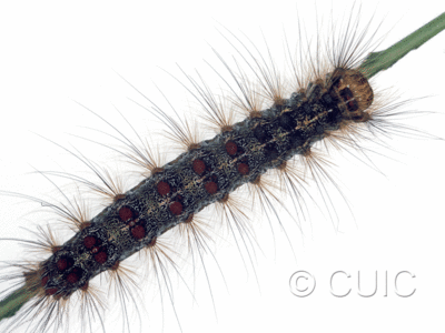 dorsal view of larva Lymantria dispar on Quercus in USA: NY