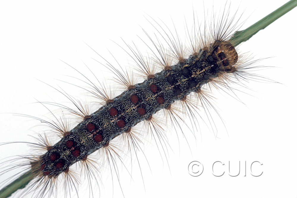 dorsal view of larva Lymantria dispar on Quercus in USA: NY