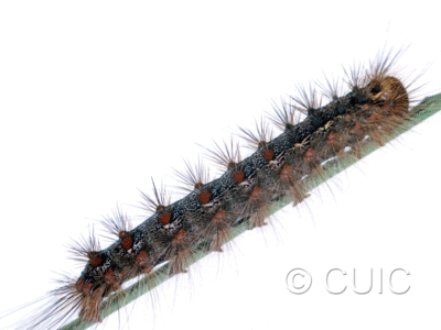 lateral view of larva Lymantria dispar on Quercus in USA: NY
