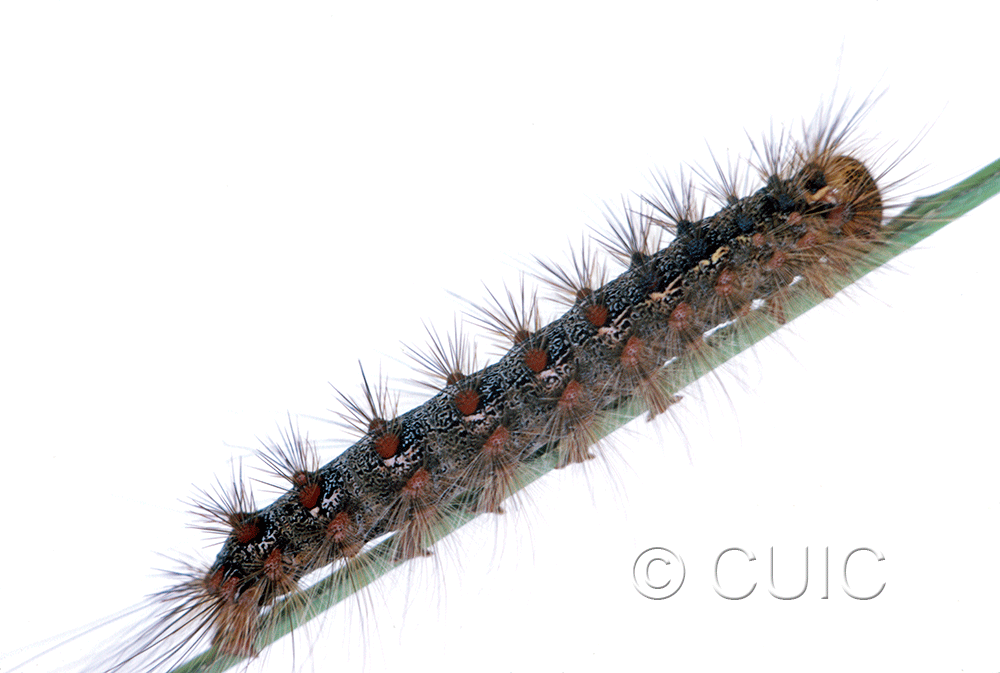 lateral view of larva Lymantria dispar on Quercus in USA: NY