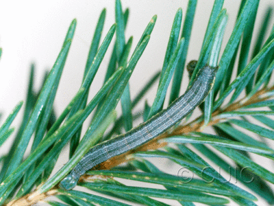 dorsal view of larva Macaria signaria