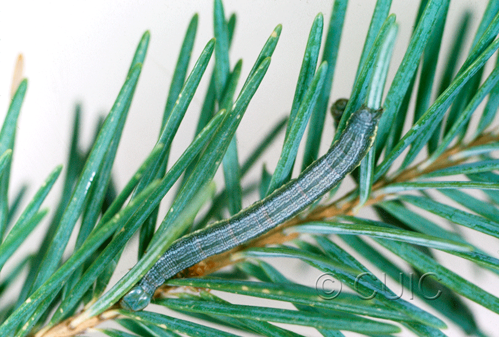 dorsal view of larva Macaria signaria
