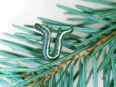 lateral view of larva Macaria signaria