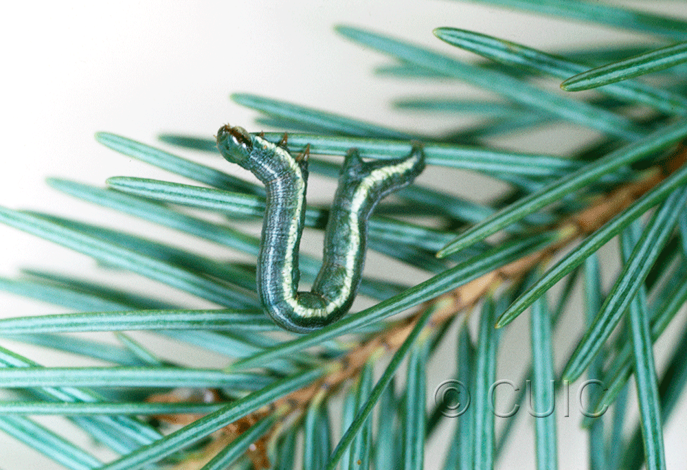 lateral view of larva Macaria signaria