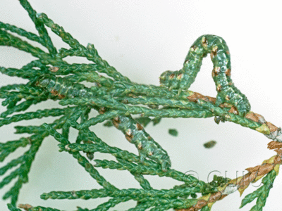 lateral view of larva Macariini in USA: AZ