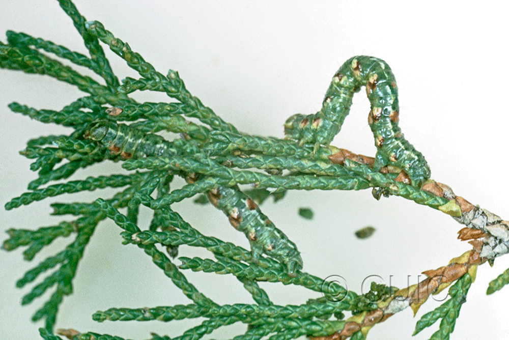 lateral view of larva Macariini in USA: AZ