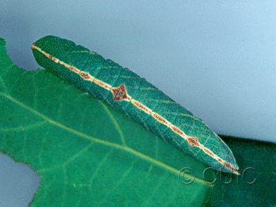 dorsal view of larva Macrurocampa marthesia in USA: NY
