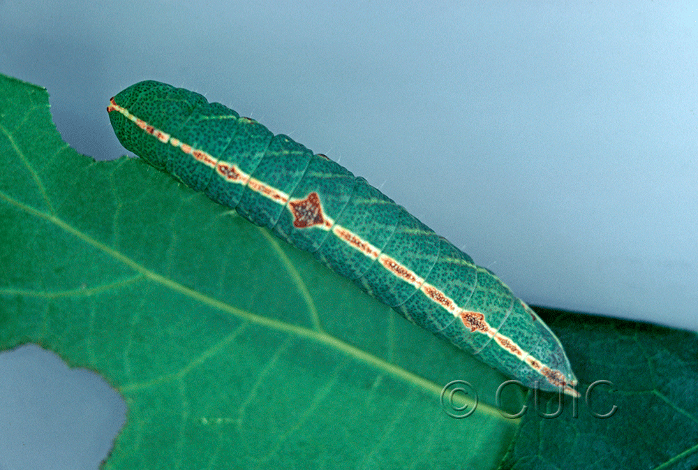 dorsal view of larva Macrurocampa marthesia in USA: NY