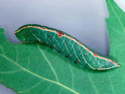 lateral view of larva Macrurocampa marthesia in USA: NY