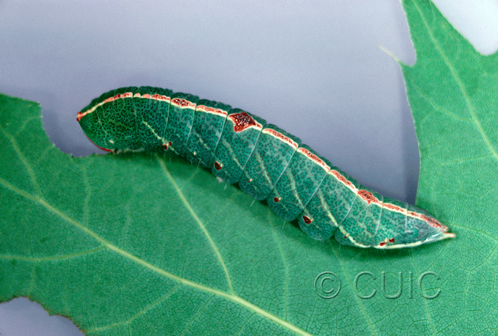 lateral view of larva Macrurocampa marthesia in USA: NY